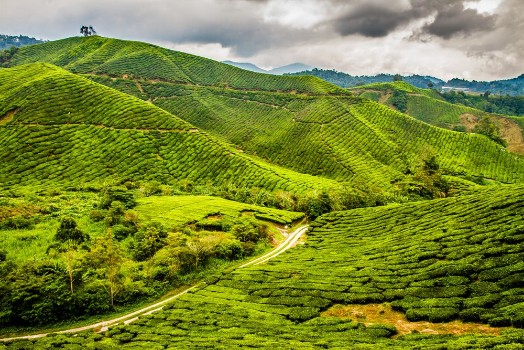 Bild på Green Tea Plantation with Path Cameron Highlands Malaysia
