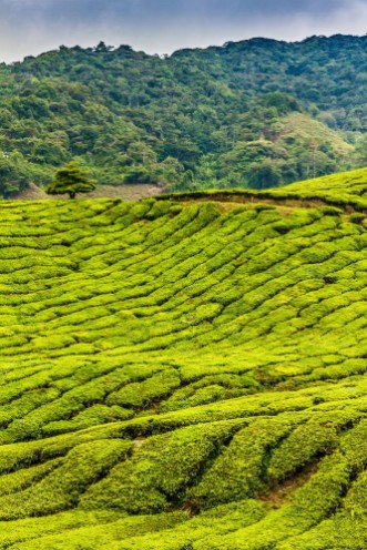 Image de Plantation de thé dans les Hautes Terres, Malaisie