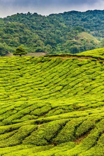 Bild på Green Tea Plantation Cameron Highlands Malaysia