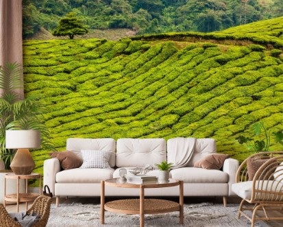 Image de Plantation de thé dans les Hautes Terres, Malaisie