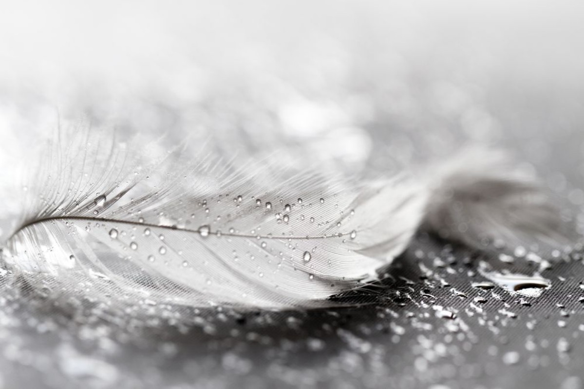 Afbeeldingen van White feather with water drops