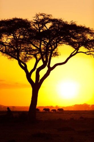 Bild på African sunset