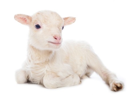 Picture of Lamb sitting