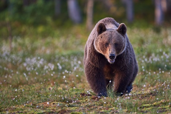 Picture of Brown bear frontally