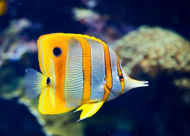 Afbeeldingen van Copperbanded butterflyfish