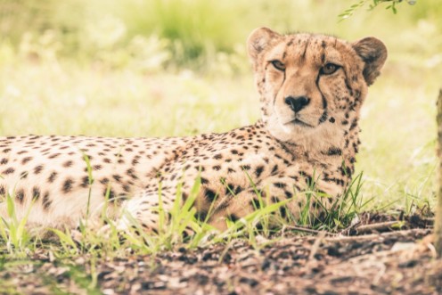 Afbeeldingen van Close-up of cheetah lying in grass Tenikwa wildlife sanctuary