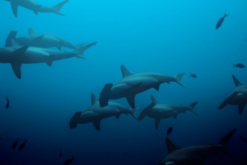 Picture of Large school of hammerhead sharks in the blue