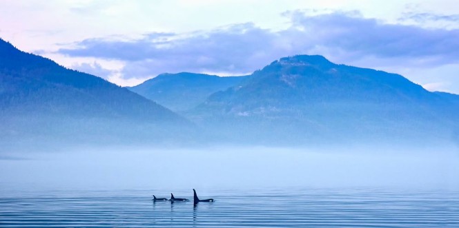 Bild på Schwertwale in Landschaft Killerwal bzw Orca Orcinus orca