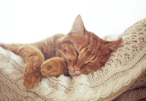 Bild på Cat sleeping