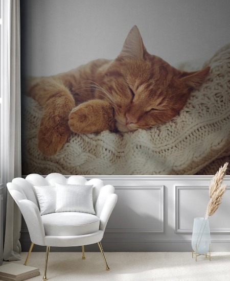 Image de Cat sleeping