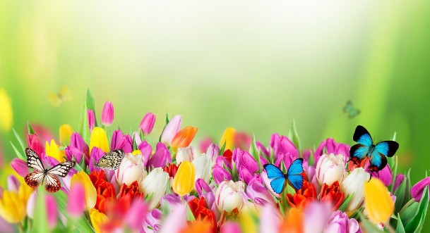 Afbeeldingen van Beautiful bouquet of tulips