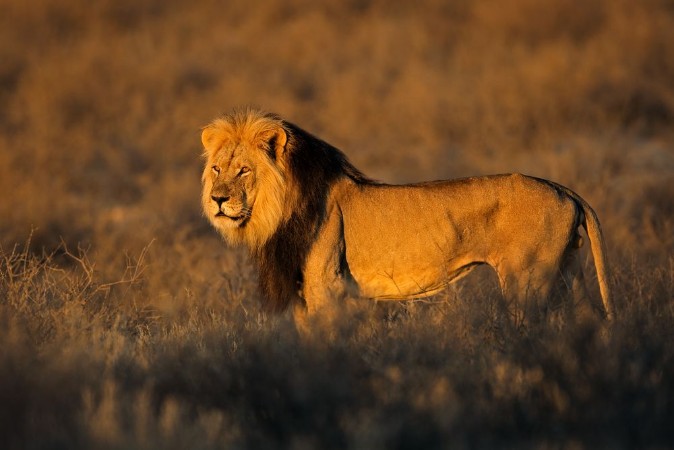 Afbeeldingen van Big male African lion Kalahari desert
