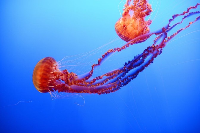 Afbeeldingen van Orange jellyfish