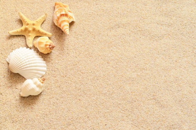 Bild på Seashells on sand