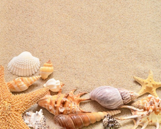 Afbeeldingen van Beach summer Seahells and sand