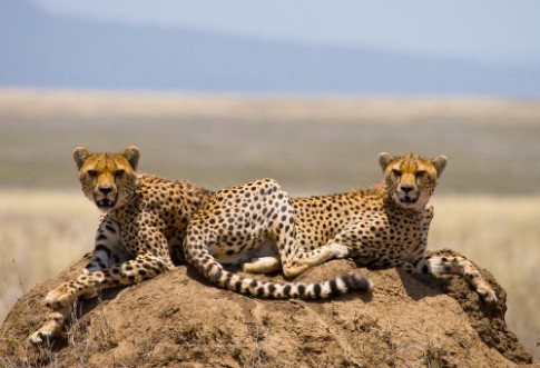 Afbeeldingen van Two cheetah on a hill in the savannah