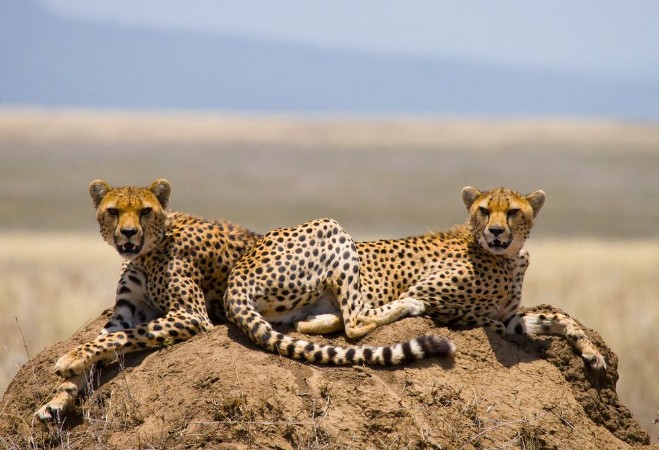 Picture of Two cheetah on a hill in the savannah