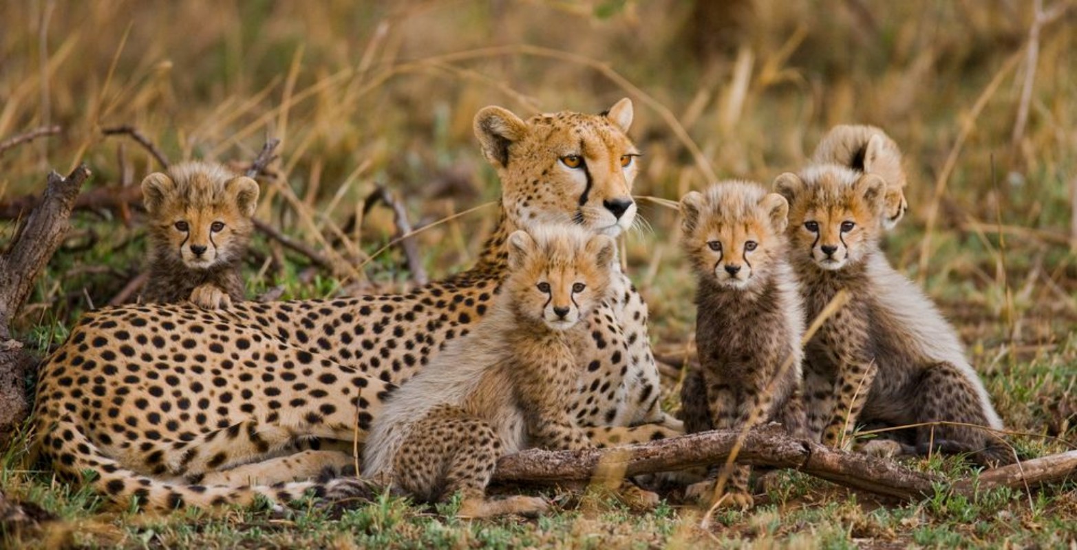 Afbeeldingen van The female cheetah with her cubs