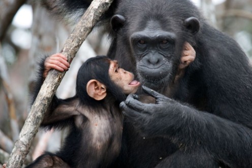 Afbeeldingen van Female chimpanzee with a baby Funny frame