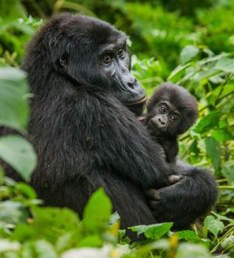 Afbeeldingen van A female mountain gorilla with baby