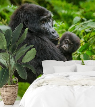 Picture of A female mountain gorilla with baby