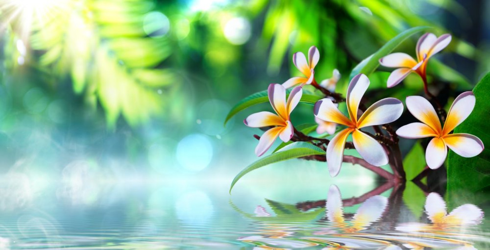 Afbeeldingen van Zen garden with frangipani and vapour on water