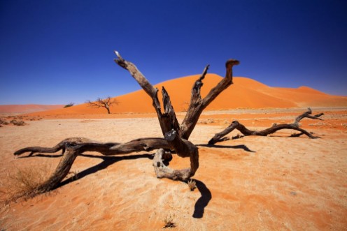 Afbeeldingen van Dry tree  Sossusvlei Namibia
