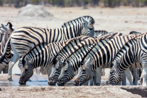 Afbeeldingen van Herd Damara zebra  at waterhole