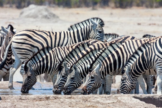 Picture of Herd Damara zebra at waterhole