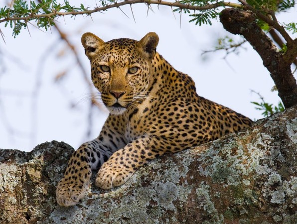 Afbeeldingen van Leopard on the Tree