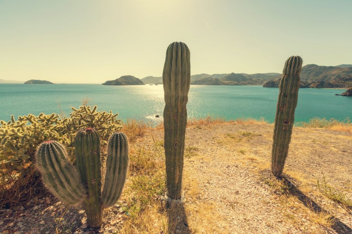 Image de Cactus in Mexico