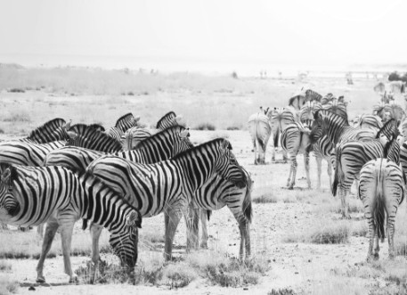 Bild på Zebra