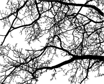 Bild på Tree Branches