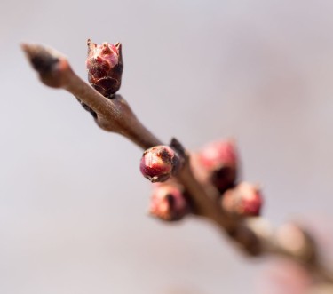 Picture of Flower bud on a tree