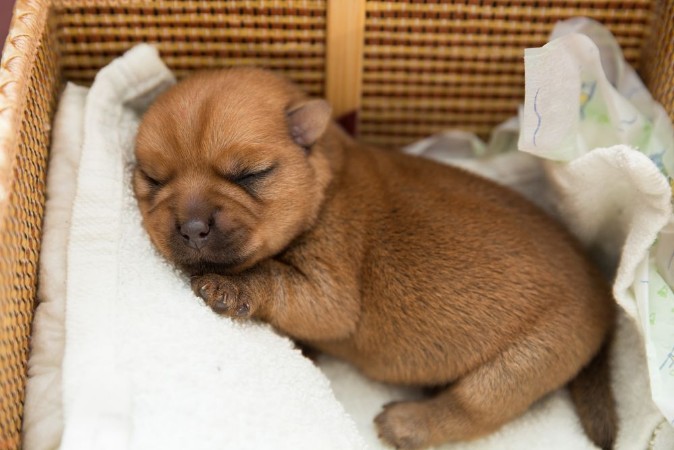 Bild på Newborn puppy