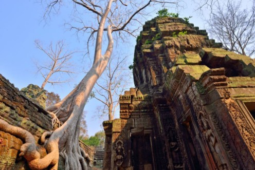 Afbeeldingen van Ta Prohm temple with big tree and roots