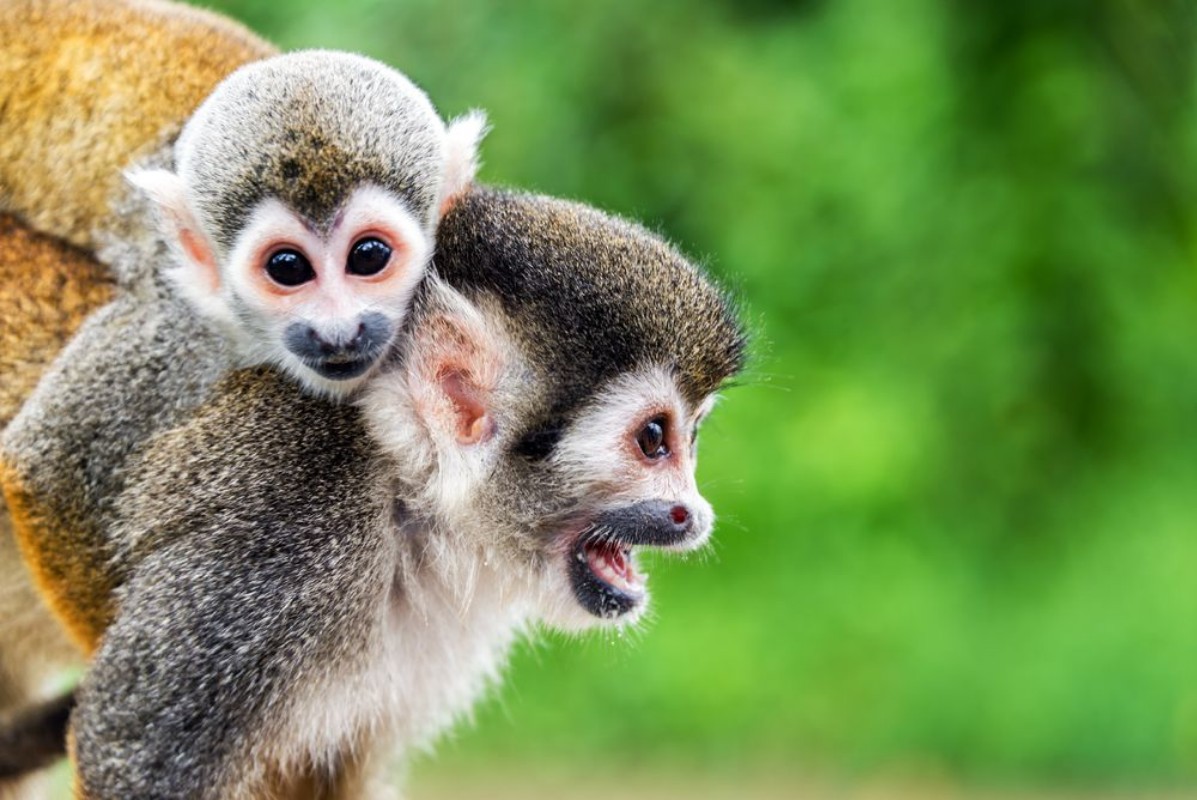 Afbeeldingen van Squirrel Monkey Mother and Child