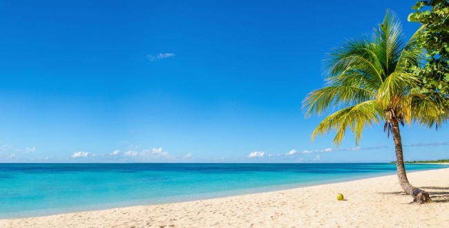 Afbeeldingen van Amazing sandy beach with coconut palm tree and blue sky Caribbe