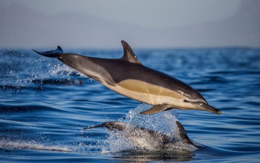Afbeeldingen van Two dolphins in flight over water South Africa