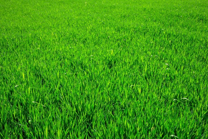 Afbeeldingen van Grass texture