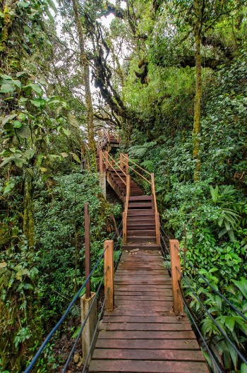 Bild på Mossy Forest of Gunung Brinchang Cameron Highlands Malaysia