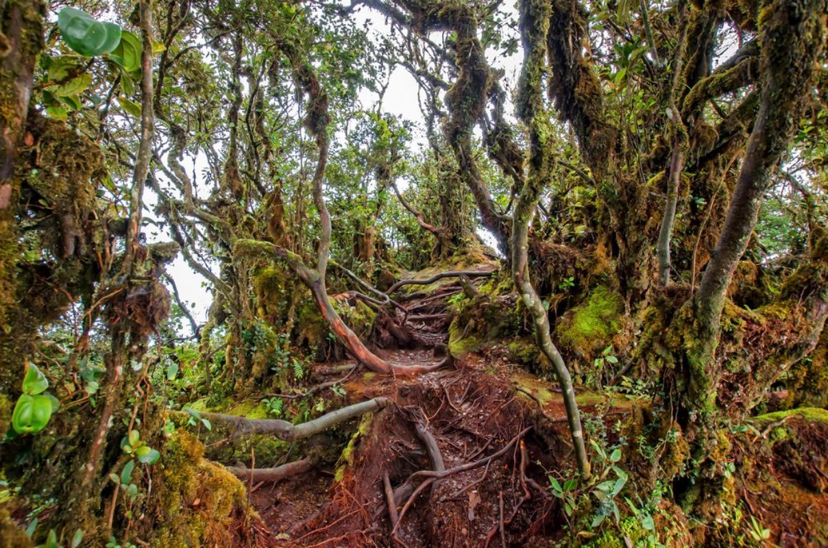 Afbeeldingen van Mossy Forest of Gunung Brinchang Cameron Highlands Malaysia