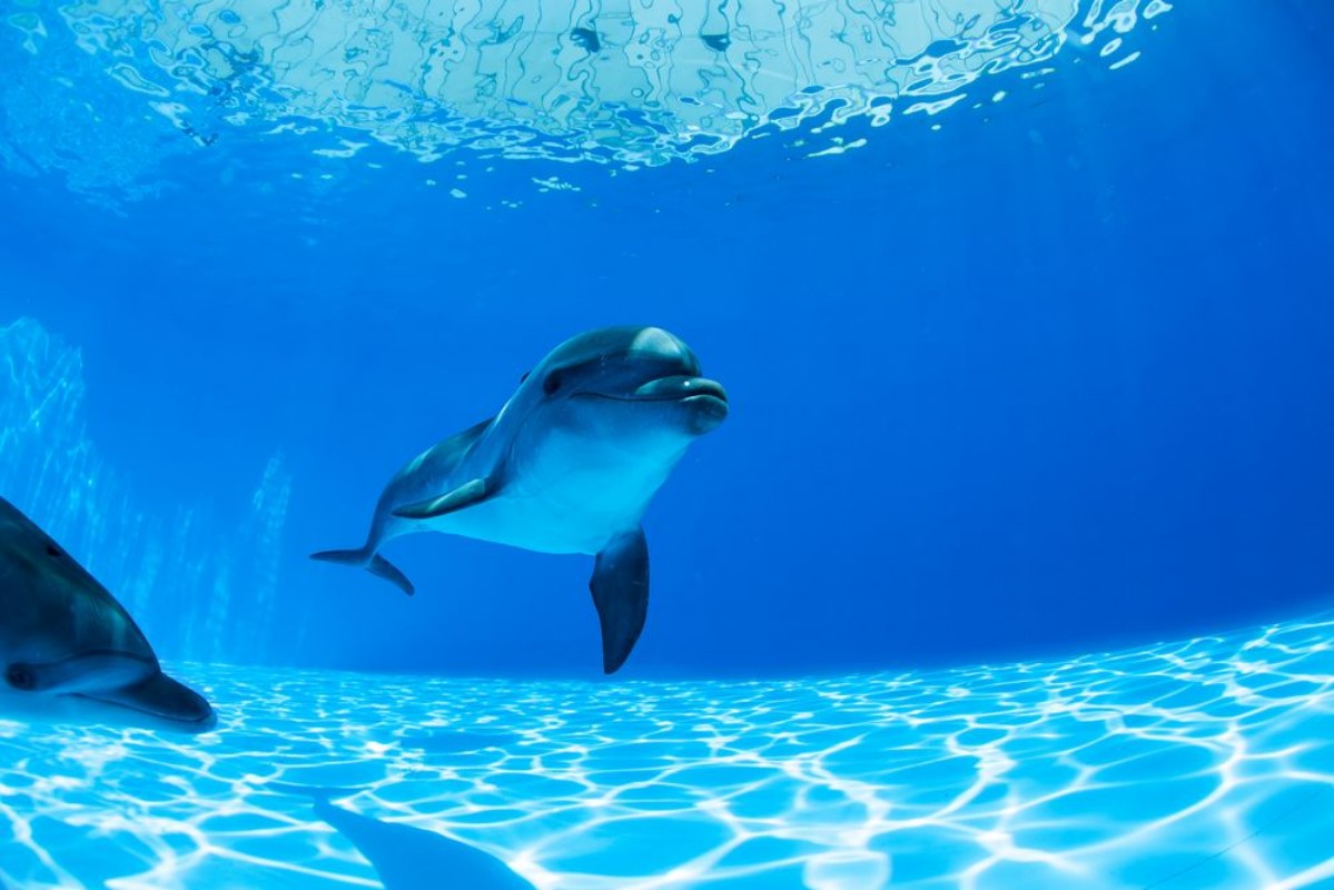 Bild på Dolphins couple