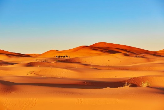 Picture of Camel caravan in Sahara desert