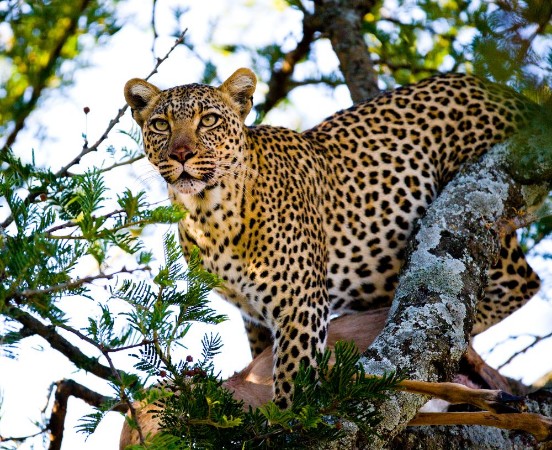 Afbeeldingen van Leopard on the tree Tanzania Serengeti