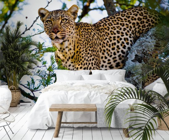 Afbeeldingen van Leopard on the tree Tanzania Serengeti