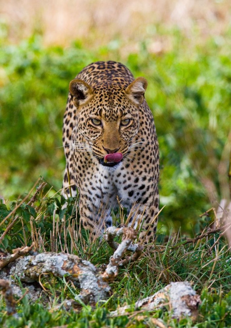 Bild på Leopard is coming to you Tanzania Serengeti