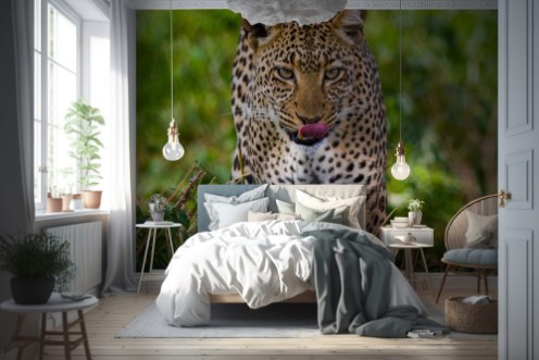 Afbeeldingen van Leopard is coming to you Tanzania Serengeti