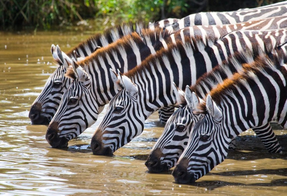 Afbeeldingen van Zebras drinking water Tanzania