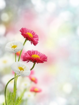 Afbeeldingen van Spring Flowers